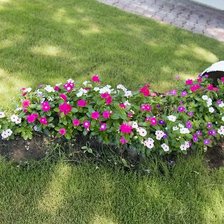 Oda ve Kahvaltı Mavi Zeytin Butik *